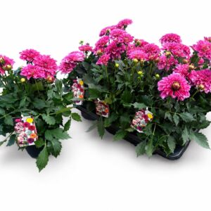 Dahlia Labella Grande Dark Pink XL 17 CM
(6 Plants/Order)(17cmP 40cmH)
