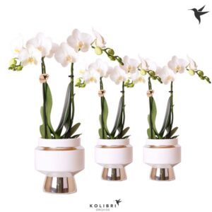 Phalaenopsis Multiflora white 2 spike in Le Chic Pot silver
(6 Plants/Order)(9cmP 40cmH)