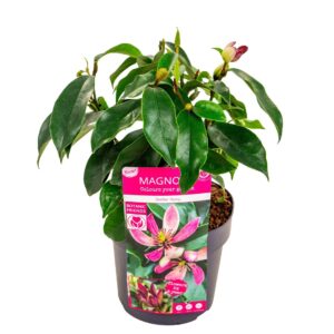 schrub Magnolia figo 'Stellar Ruby'
(1 Plants/Order)(19cmP 45cmH)