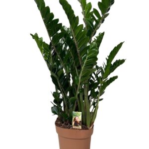 Zamioculcas zamiifolia 10+ Feathers
(1 Plants/Order)(30cmP 110cmH)