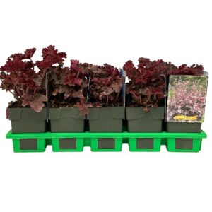 Heuchera americana Melting Fire' P11
(10 Plants/Order)(11cmP 25cmH)