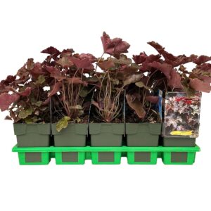 Heuchera micrantha Palace Purple
(10 Plants/Order)(11cmP 25cmH)