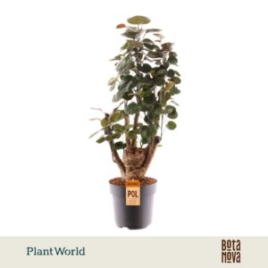 Polyscias Fabian busch
(6 Plants/Order)(17cmP 50cmH)