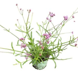 Verbena bonariensis Lollipop'
(1 Plants/Order)(17cmP 45cmH)