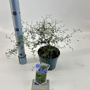 Sophora Little Baby prostata
(1 Plants/Order)(17cmP 35cmH)