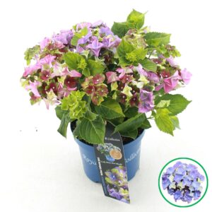 Hydrangea macrophylla other Royalty® 'Lady Mata Hari'® blue C3.5 (20cm.) Kn.
(1 Plants/Order)(20cmP 40cmH)