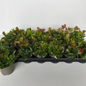 Gaultheria
(18 Plants/Order)(9cmP 5cmH)