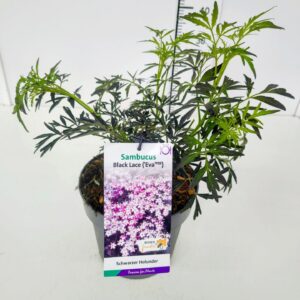 Sambucus Black Lace nigra BüC5
(1 Plants/Order)(23cmP 50cmH)