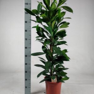 Ficus cyathistipula
(1 Plants/Order)(24cmP 120cmH)