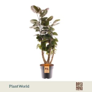 Polyscias Fabian busch
(3 Plants/Order)(21cmP 90cmH)