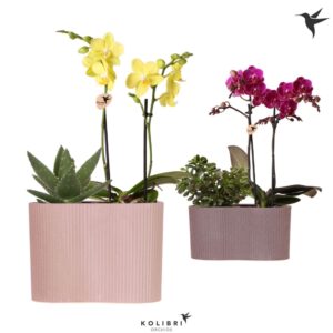 Phalaenopsis mt mix 2 spike and Succulent in Gili twin
(3 Plants/Order)(18cmP 40cmH)