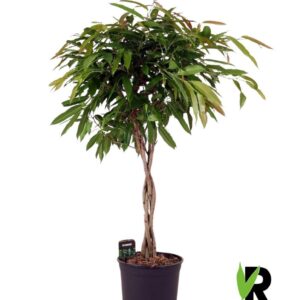 Ficus Amstel King binnendijkii gevlochten stam
(1 Plants/Order)(27cmP 120cmH)