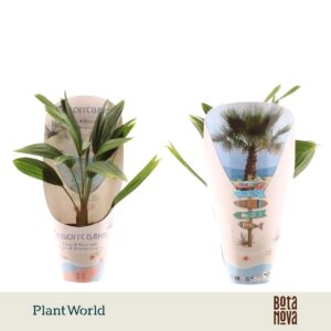 Trachycarpus fortunei Eagle palm P9 in potcover
(10 Plants/Order)(9cmP 30cmH)
