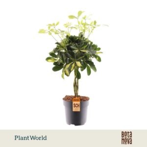 Schefflera Gold Capella vlecht
(6 Plants/Order)(17cmP 50cmH)