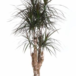 Dracaena Magenta busch P31
(1 Plants/Order)(31cmP 150cmH)