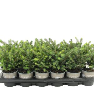 Picea omorika Karel
(18 Plants/Order)(9cmP 17cmH)