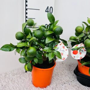 Citrus limetta Rossa-Lime medi-stem
(6 Plants/Order)(14cmP 35cmH)