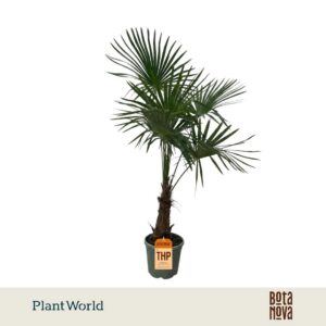 Trachycarpus fortunei (Eagle Palm) P30 170-180 cm
(1 Plants/Order)(30cmP 170cmH)