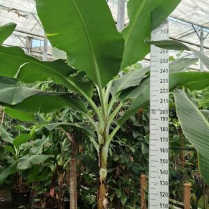 Musa Dwarf Cavendish XXL
(1 Plants/Order)(60cmP 350cmH)
