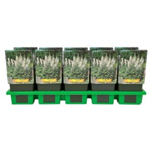 Delphinium Pacific Giant Galah
(10 Plants/Order)(11cmP 25cmH)