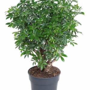 Schefflera Luseana
(1 Plants/Order)(24cmP 80cmH)
