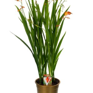 Crocosmia Bes From Carmine Brilliant mix
(1 Plants/Order)(19cmP 90cmH)