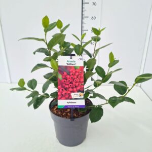 Aronia arbutifolia Brilliant' 50-60C5
(1 Plants/Order)(23cmP 70cmH)