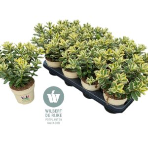 Hebe Katrina Queen Hebe Katrina P12 (Blauw)
(8 Plants/Order)(12cmP 30cmH)