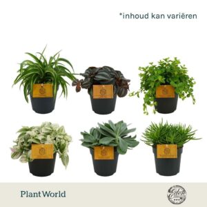 Indoor plants mixed tray 12cm
(4 Plants/Order)(12cmP 20cmH)