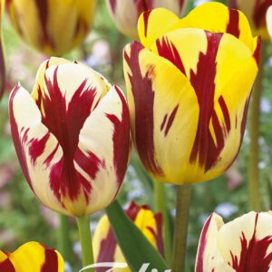 Droge Bulbs Tulipa Garden Vermeer x 10 12/+
(10 Plants/Order)(20cmP 45cmH)