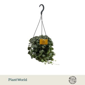 Ceropegia woodii ssp. woodii 15cm HP
(5 Plants/Order)(15cmP 15cmH)