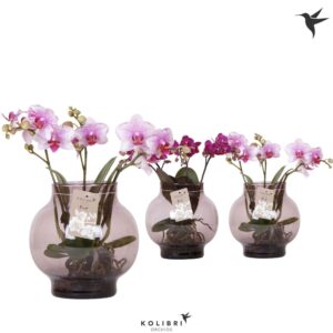Phalaenopsis mixed Roots in Glas bowl lilac
(2 Plants/Order)(16cmP 50cmH)