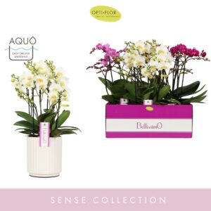 Phalaenopsis Multiflora Bellissimo mix in Molise White Aquo
(3 Plants/Order)(15cmP 50cmH)