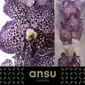 Vanda Sunanda Jeff Leatham Vanda Sunanda Jeff Leatham
(16 Plants/Order)(cmP 25cmH)