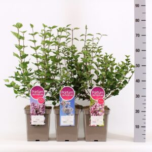 Syringa Mini sering mix, C5
(1 Plants/Order)(23cmP 30cmH)