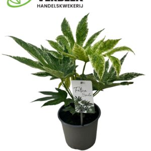 Fatsia Variegata Spider Web
(6 Plants/Order)(17cmP 50cmH)