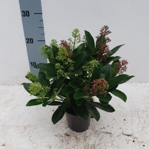 Skimmia Japonica Rubella/Finchy Duo (Twins) 10,5cm
(12 Plants/Order)(10.5cmP 25cmH)