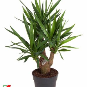 Yucca busch 3/4-arm P24-100
(1 Plants/Order)(24cmP 100cmH)