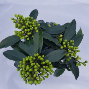Skimmia japonica subsp. reevesiana
(6 Plants/Order)(15cmP 25cmH)