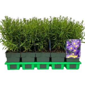 Aster Lady in Blue Dumosus P11
(10 Plants/Order)(11cmP 25cmH)