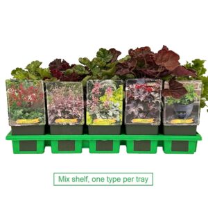 Heuchera mix laag P11
(10 Plants/Order)(11cmP 25cmH)