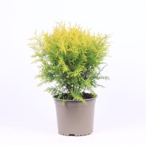 Thuja Golden Globe occidentalis
(1 Plants/Order)(17cmP 45cmH)