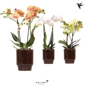 Phalaenopsis Multiflora mix 2 spike in Classy Pot brown
(8 Plants/Order)(9cmP 40cmH)
