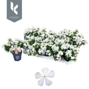 Catharanthus roseus Soirée White Frosty
(10 Plants/Order)(10.5cmP 22cmH)