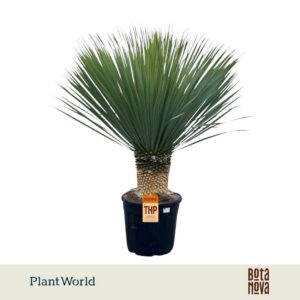 Yucca rostrata
(2 Plants/Order)(45cmP 130cmH)