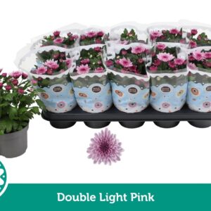 Chrysanthemum Court Double Light Pink
(10 Plants/Order)(12cmP 25cmH)