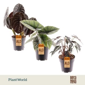 Alocasia mixed 3-4 Types
(7 Plants/Order)(14cmP 40cmH)