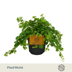 Peperomia rotundifolia 10,5cm
(10 Plants/Order)(10.5cmP 15cmH)