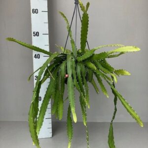 Rhipsalis monacantha
(7 Plants/Order)(14cmP 30cmH)