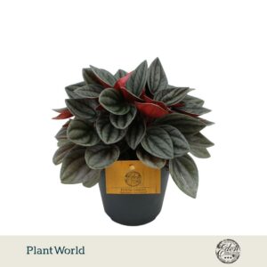 Peperomia Santorini 12cm
(8 Plants/Order)(12cmP 20cmH)